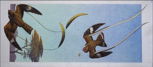 Standard and Pennant Wing Nightjars art by Bernard Long