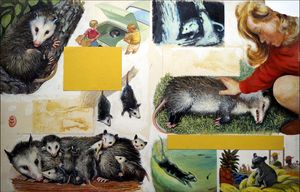 Opossums art by L Field Marchant