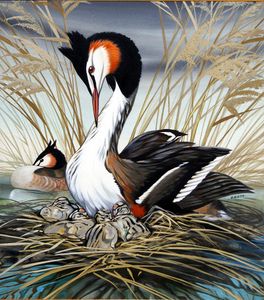 Great Crested Grebe art by David Pratt