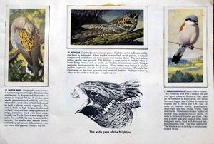 Complete Set of 50 Wild Birds in Britain Cigarette Cards in album (1978) by Various