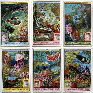 Deep Sea Phosphorescent Animals & Plants (1922-1923) (6 cards)