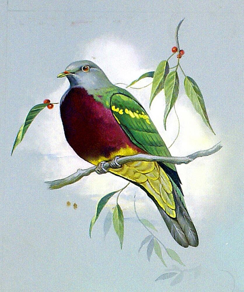 Magnificent Fruit Pigeon art by Bert Illoss