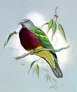 Magnificent Fruit Pigeon art by Bert Illoss