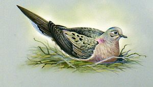 Mourning Dove (North America) art by Bert Illoss