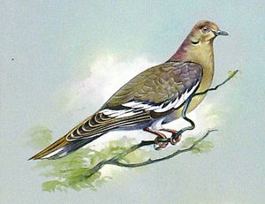 White Winged Dove (West Indies) art by Bert Illoss