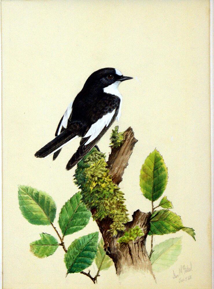 Pied Flycatcher art by Ian McIntosh