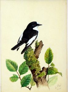 Pied Flycatcher art by Ian McIntosh