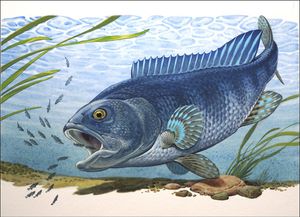 Mouth Brooder art by Bernard Long