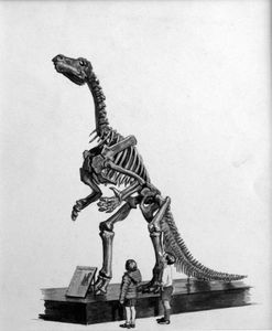Iguanodon Skeleton art by Bernard Long
