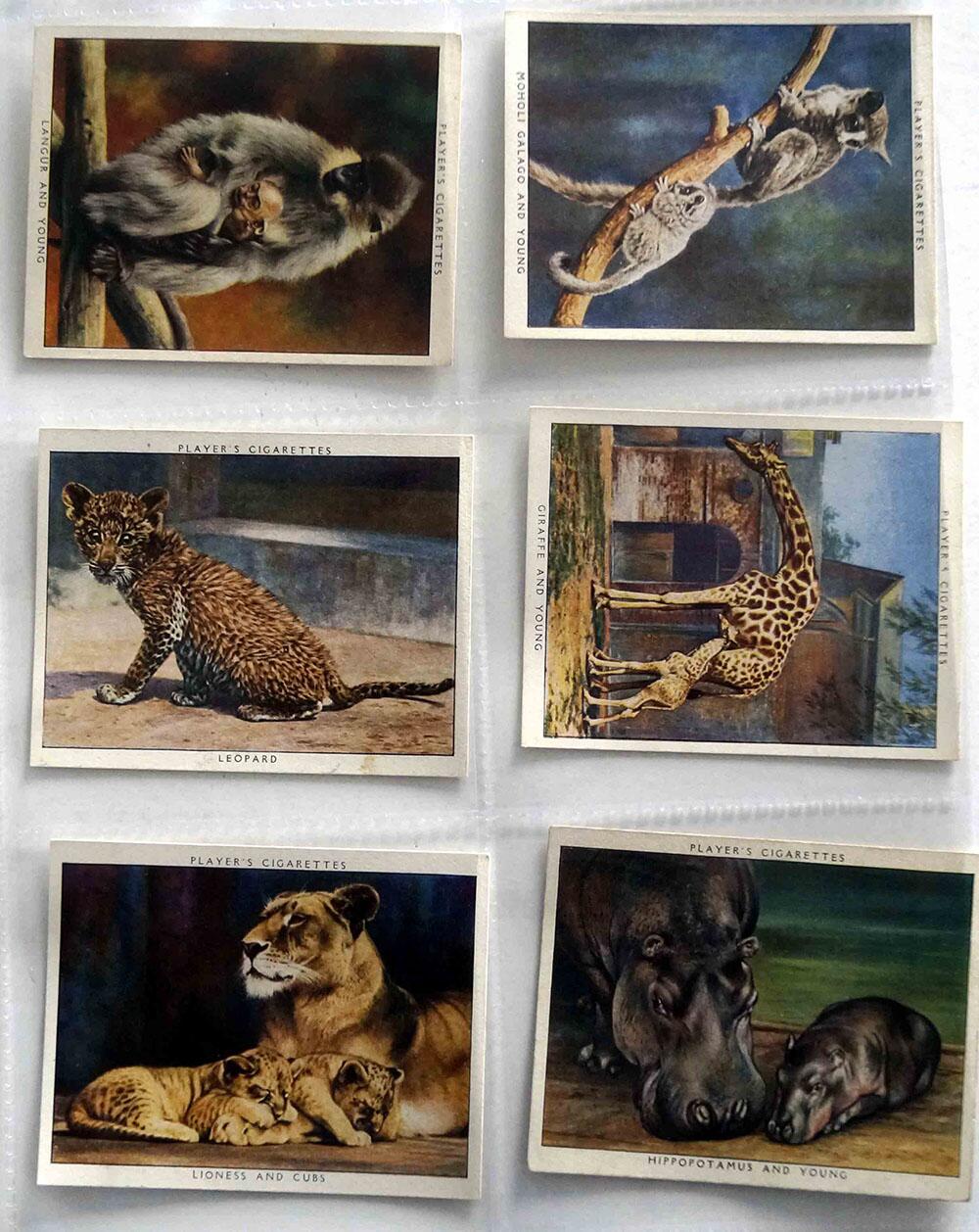 Full Set of 25 Cigarette Cards: Zoo Babies (1938) by Various