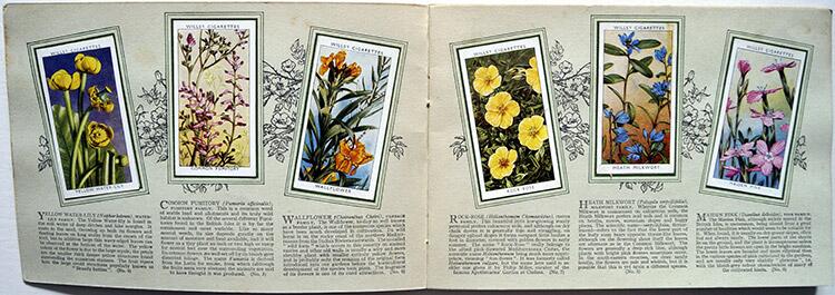 Complete Set of 50 'Wild Flowers' Wills Cigarette Cards in album (1936)