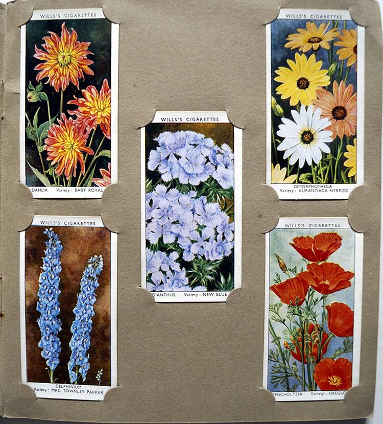 wills cigarette cards garden flowers Complete Set of 50 'Garden Flowers' by Richard Sudell Wills Cigarette Cards  in album (1939) by Richa
