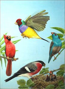 Tropical Birds art by Reginald B Davis