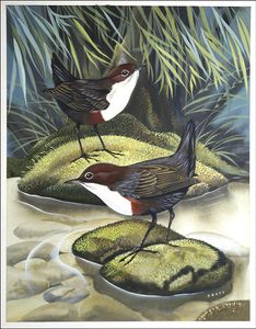 The Dipper, also known as the Water Ousel art by David Pratt