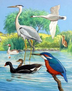 British Water Birds art by John Rignall