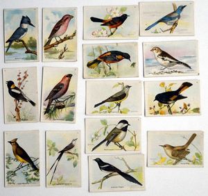 Full Set of 15 Cigarette Cards: Useful Birds of America 8th series (1936) by Various