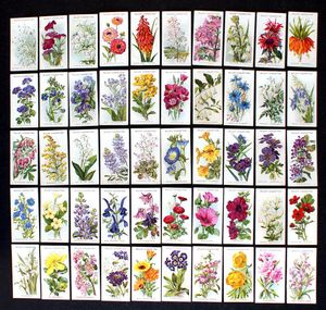 Cigarette Cards: Old English Garden Flowers (1913) (50 cards)