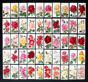 Cigarette Cards: Roses (2nd Series - 1914) (50 cards)
