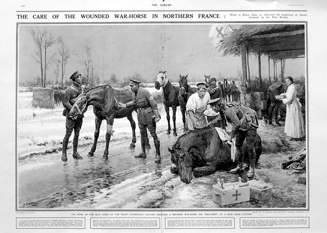 The Wounded War-Horse (original page from The Sphere 1915) art by Fortunino Matania