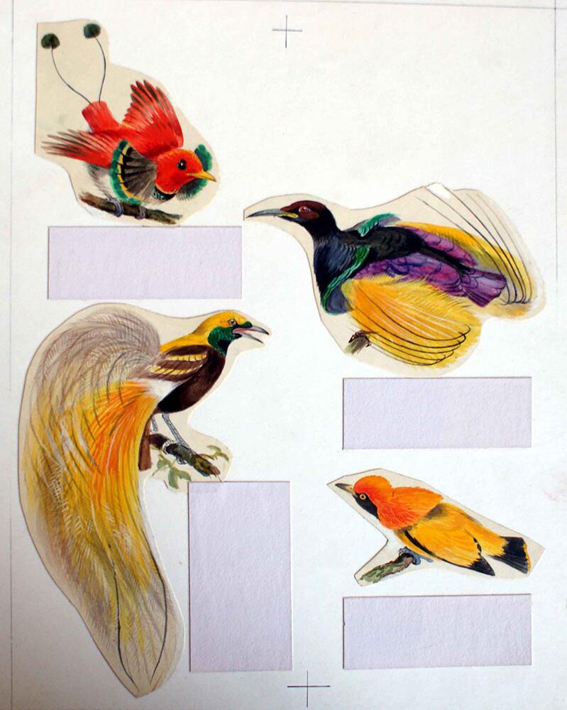 Four Birds of Paradise art by Bernard Long