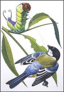 Puss Moth Caterpillar art by Bernard Long