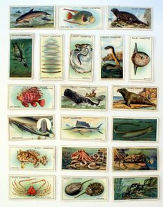Cigarette Cards: Wonders Of The Sea (20 cards)