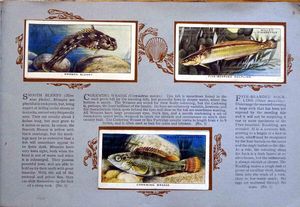 Complete Set of 50 The Sea-Shore Cigarette cards in album (1938) by Various