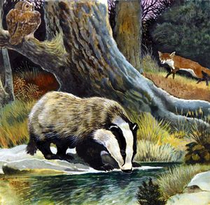 Badger, Fox and Owl art by G W Backhouse