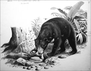 Malayan Sun Bear art by Reginald B Davis