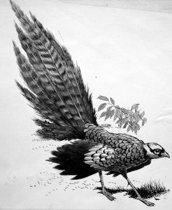 Pheasant art by Ken Denham
