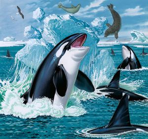 Killer Whales Feeding art by Bernard Long