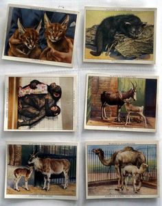 Full Set of 25 Cigarette Cards: Zoo Babies (1938) by Various