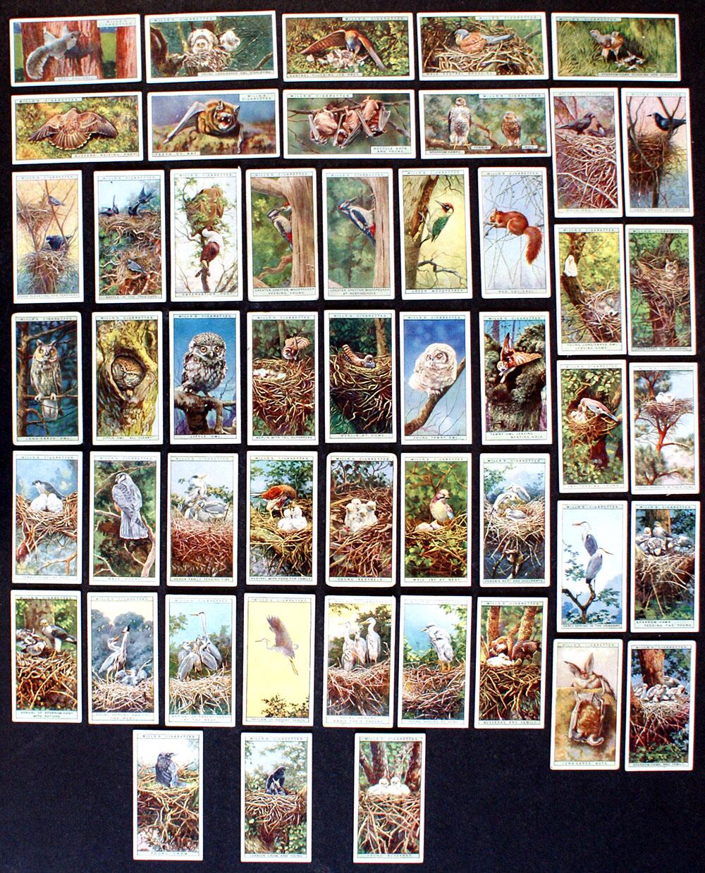 Cigarette Cards: Life In The Tree Tops (1925) (50 cards)