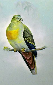 Large Green Pigeon (Malay Peninsula) art by Bert Illoss