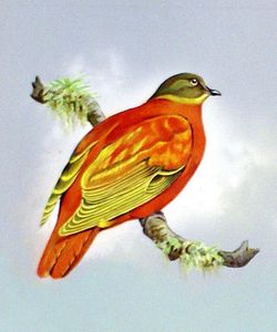Orange Dove (Fiji Islands) art by Bert Illoss