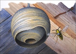 The Curious Paper Wasp art by Bernard Long