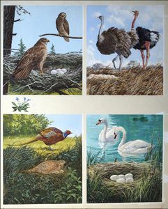 All Sorts of Birds and their Nests - 3 art by John F Chalkley