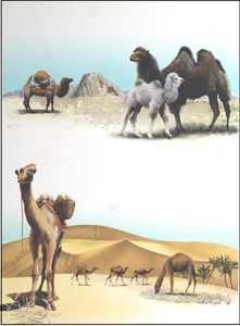 Camels and Dromedaries art by Reginald B Davis