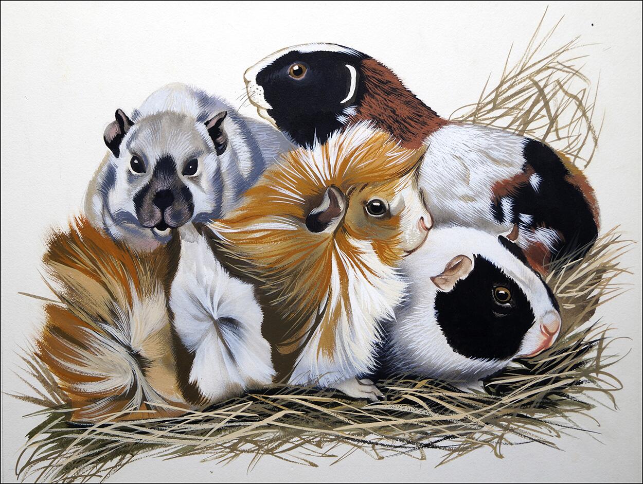 Guinea Pigs art by Reginald B Davis