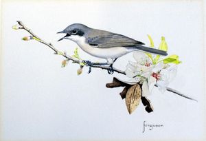 Lesser Whitethroat art by Walter Ferguson