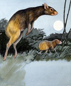 Agouti art by Kenneth Lilly
