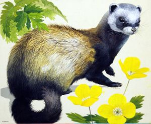 Polecat art by Kenneth Lilly