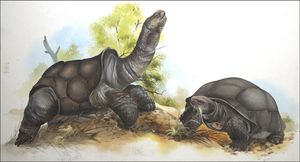 Galápagos Tortoises art by David Nockels