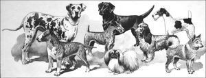 Domestic Dogs art by 20th Century unidentified artist