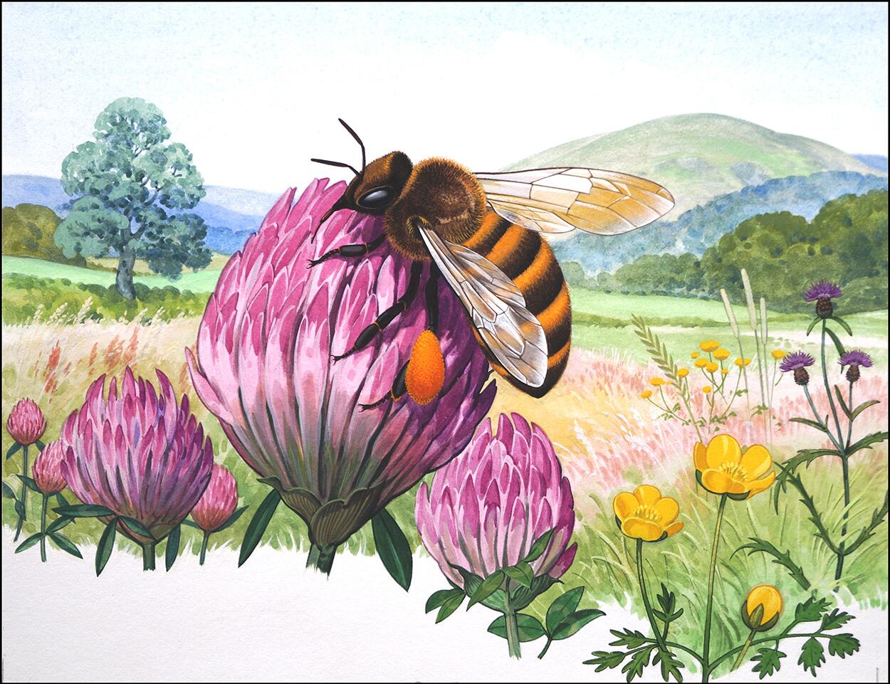The Honey Bee art by Bernard Long