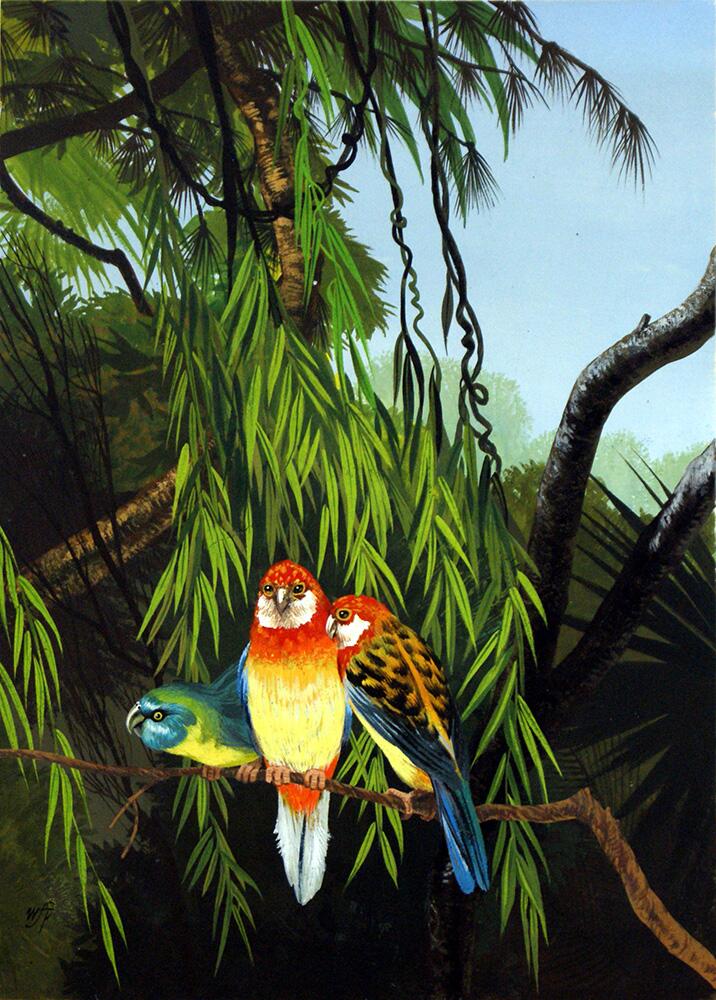 Three Parrots art by William Francis Phillipps