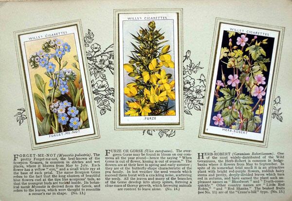 Complete Set of 50 Wild Flowers Cigarette cards in album (1936)