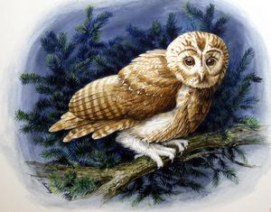 Tawny Owl art by John F Chalkley