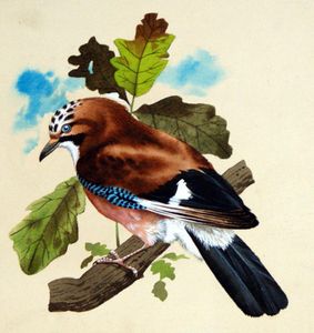 The Common Jay art by Reginald B Davis