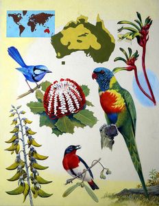 Wildlife of Australia art by Reginald B Davis